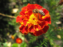 Пчела и бархатцы / Осень!