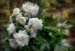 Пионы / Пионы, цветы.