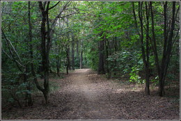 тенистыми тропами / ***