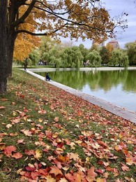 Запах осени / Московская осень в парке