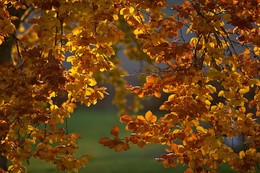 Запах осени / осень листья