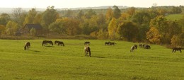 Запах осени / Осенний луг