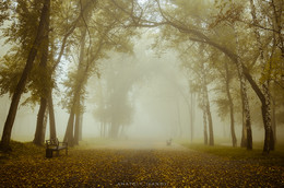 Туман в осеннем парке / Туман в осеннем парке