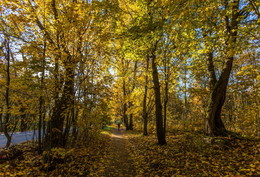Золотая осень / Дорога в парк &quot;Монрепо&quot;, г.Выборг