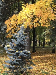 Запах осени / В парке.