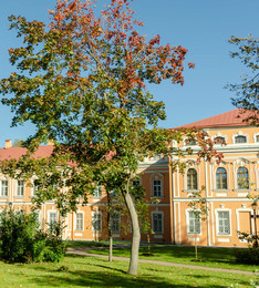 деревце / Прогулка в лавре.СПб