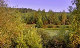 Лесной осенний ракурс / Лесной осенний ракурс