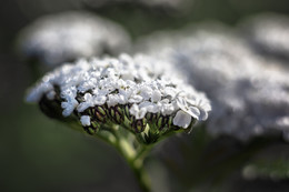 Achillea / Achillea