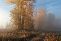 Осенний туман / осень,туман,дорога,деревья,
