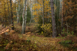 По осенней тропке / Осень в разгаре