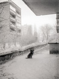 Жизнь собачья / Двор дома 102 по улице Мира.
Тольятти, январь 1987 года.
Агат-18