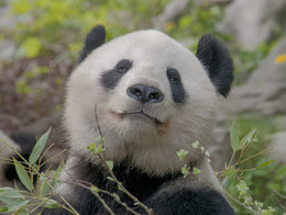 Меня зовут Ян Ян / Самец панды по кличке Ян Ян из венского зоопарка