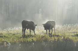 Поединок / Два бычка в тумане