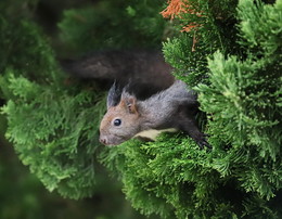 Белка / белка