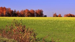 Донник цветёт поздней осенью / Донник-ценная бобовая культура, обладающая антисептических действием. Знаменитый швейцарский сыр обязан своим ароматом жёлтому доннику. Молочные продукты (при кормлении скота донником) сохраняются дольше, что способствует действия фитонцидов.