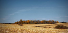 Беларуская тоскана / кукурузные поля после жатвы красиво смотрятся в ясную погоду в октябре