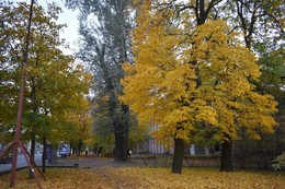 Позолоченный сезон на Каменноостровском. / Петроградка.