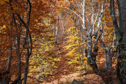 Позолоченный сезон / Осень в буковом лесу