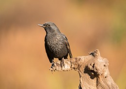 Чёрный дрозд / Молодая особь, самец.