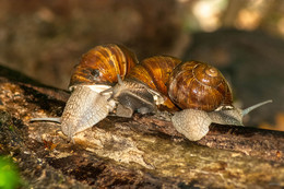 По сектрету / Helix pomatia - виноградная улитка