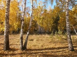 Позолоченный сезон / осенняя пора