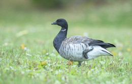 Brant (goose) / Американская казарка (лат. Branta bernicla nigricans) — самый мелкий представитель рода гусей, размером сопоставим с уткой (кряквой).
Голос птицы мне показался довольно забавным: тихий, похожий на бормотание старенкой бабульки)
А еще несколько раз видел, как гусь не справалялся с равновесием, когда лапкой чесал брюшину и заваливался на бок.
Видимо короткие лапы всему виной (?!)
На данный момент в мире насчитывается всего около 500000 особей черных казарок, так что охота на северо-американском материке на них запрещена.
Продолжительность жизни черных казарок в природе составляет около 28 лет.
В неволе этот срок увеличивается примерно на десять лет, максимально известный срок жизни черной казарки в неволе – 40 лет.