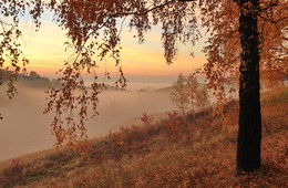 Береза встречает туманный рассвет / Рязанская область. Туманный рассвет, золотая осень.
