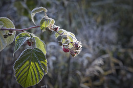 Первые заморозки / Кусты малины в начале октября