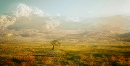 У подножья гор... / деревце