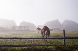 лошадь в тумане / °°°