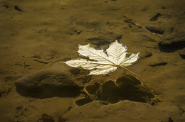 Как лист осенний . / осень,лист,вода,тень
