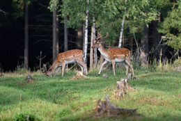 на полянке... / [img]https://a.radikal.ru/a01/1812/0b/5900ec17354c.jpg[/img]

[img]https://c.radikal.ru/c35/1812/29/06e29e084c54.jpg[/img]