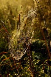 Осенние сети / ***