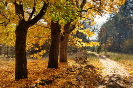 Осень / Осень. клены. дорога