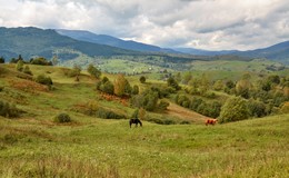 Из прогулок по Закарпатью. На выпасе... / ***