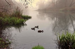 Ноябрь, утки не улетели на юг / Ноябрь, утки не улетели на юг