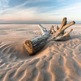 &nbsp; / old stump on the beach