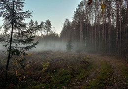 Утро туманное / лес. туман. дорога