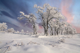 Подморозило / Морозное зимнее утро окутало деревья белою каймой.