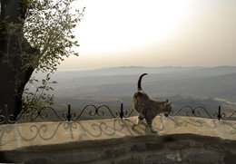 Хозяин гор / монастырский кот , Грузия, 50 км от Тбилиси