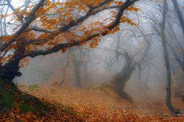 Опавшие листья шуршат под ногами, всю землю, укрыв разноцветным ковром .... / Крым, горы, туман, буковый лес