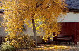 Осенний уголок... / Осень.Дерево.Скамейка.Уют.