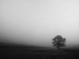 &nbsp; / одинокое в тумане...