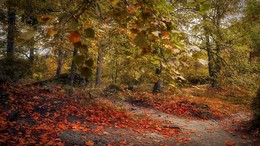 Осень в Карелии / Сентябрь