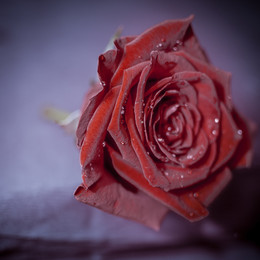 Красная роза / Красная роза - эмблема любви