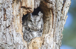 Eastern Screech Owl (grey morph) in Canada / Североамериканская совка

Эти совы могут легко избежать обнаружения в течение дня из-за их эффективного камуфляжа.

 Североамериканские совки специально извлекают из среды обитания представителей рода узкоротых змей (род неядовитых змей которые распространены в Северной и Южной Америке, которые ведут роющий образ жизни,внешне похожи на дождевых червей) и переносят их в свои гнёзда. 
Как правило, добычу, которую приносит совка в гнездо, составляют обезглавленные мыши, иногда мертвые жуки. Именно для того, чтобы уберечь свою еду от насекомых, совки специально приносят в свои гнезда змей.
 В свою очередь змеи поедают личинки муравьев и мух, поедающих добычу совок.