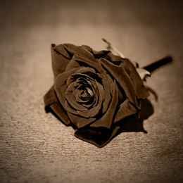 Черная роза / Эмблема печали