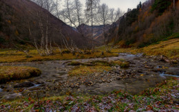 Хоровод берёзок ранним холодным утром у реки / Осень , раннее утро