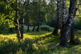 Утро в березовой роще......... / Шуваловский парк. Июль