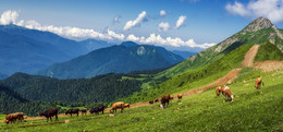 Организованной толпой коровы шли на водопой / Сочи, Красная поляна, Альпика
http://www.youtube.com/watch?time_continue=38&amp;v=NlprozGcs80